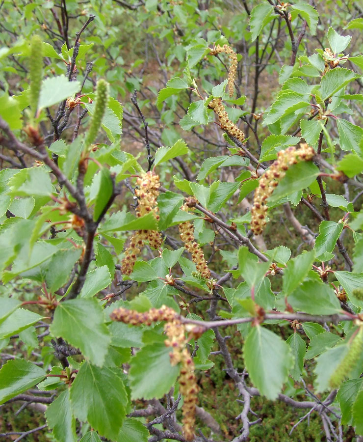 Изображение особи Betula czerepanovii.