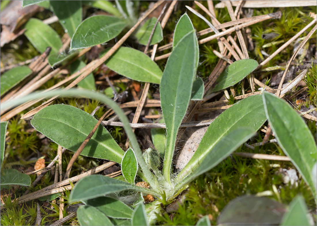 Изображение особи Pilosella officinarum.