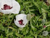 Papaver orientale. Цветки, невызревшие плоды и бутоны ('Royal Wedding'). Германия, г. Дюссельдорф, Ботанический сад университета. 02.06.2014.