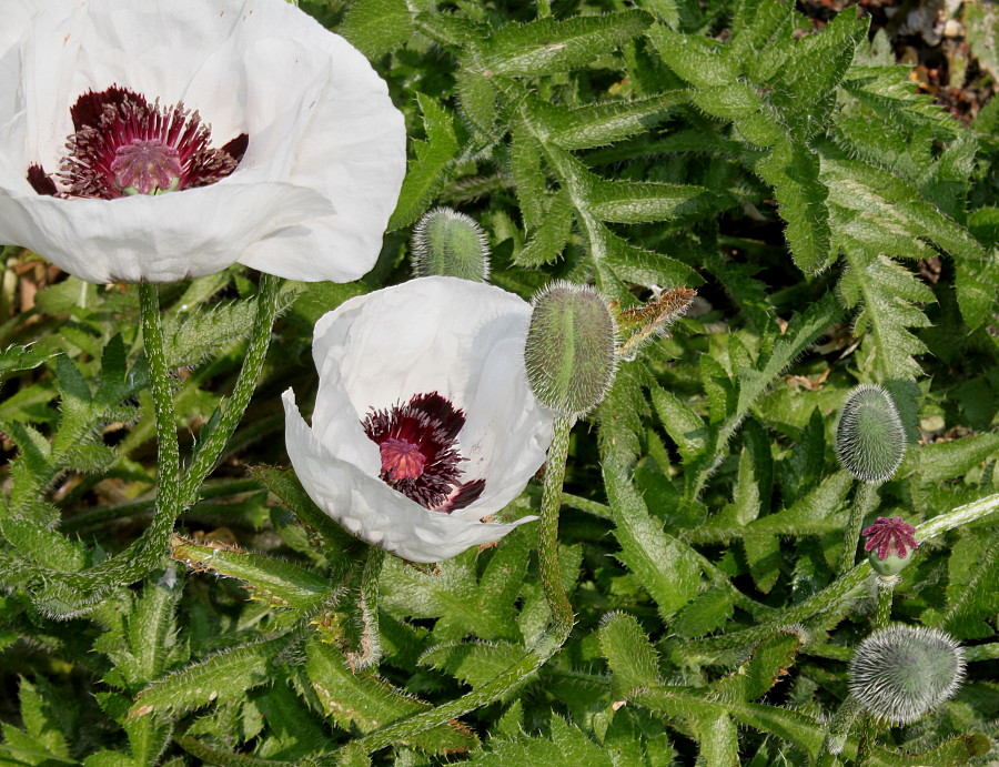 Изображение особи Papaver orientale.