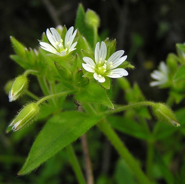 Image of Cerastium holosteoides specimen.