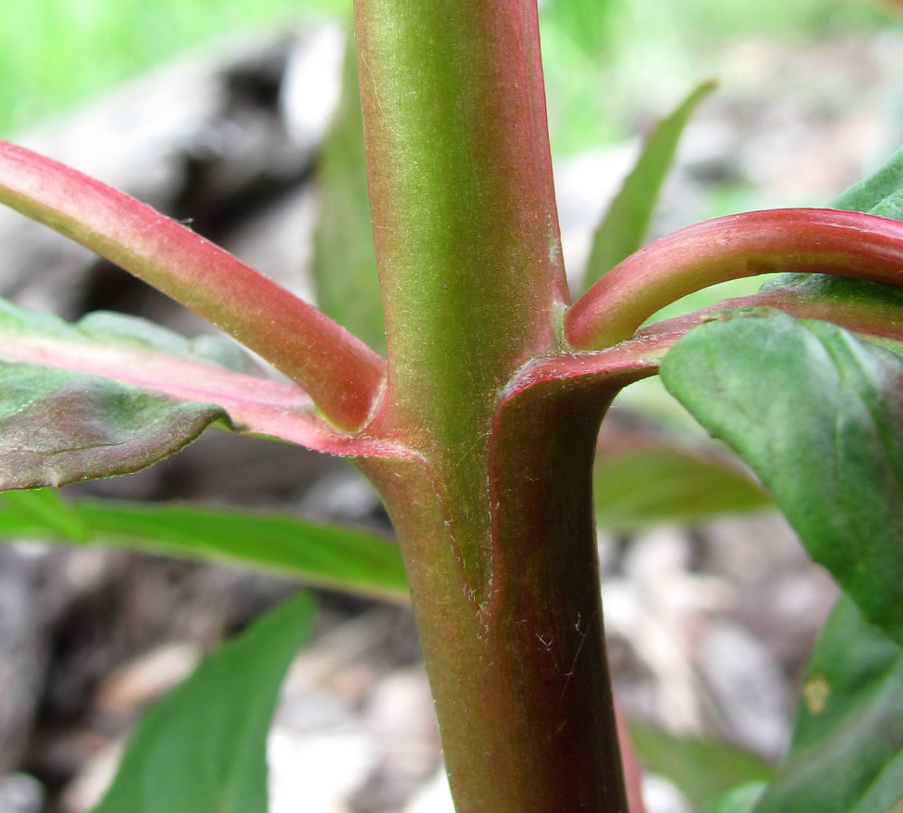 Изображение особи Epilobium adenocaulon.