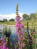 Lythrum salicaria