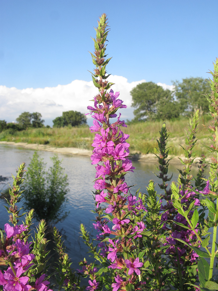 Изображение особи Lythrum salicaria.