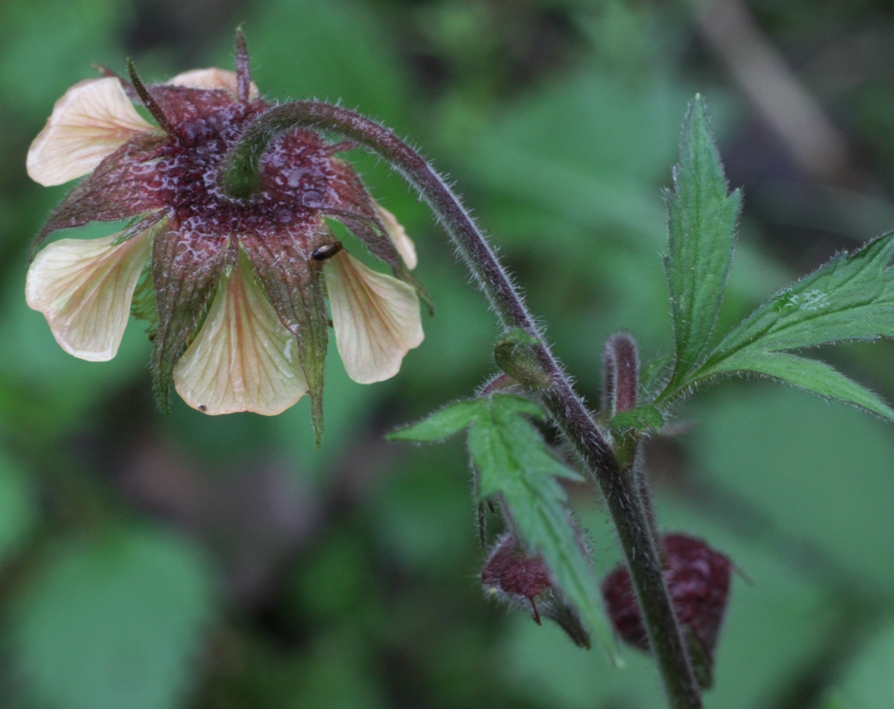 Изображение особи Geum × meinshausenii.