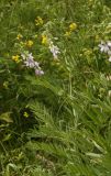 Galega officinalis. Цветущее растение. Молдова, Каларашский р-н, лес возле с. Бравичи. 25.06.2014.