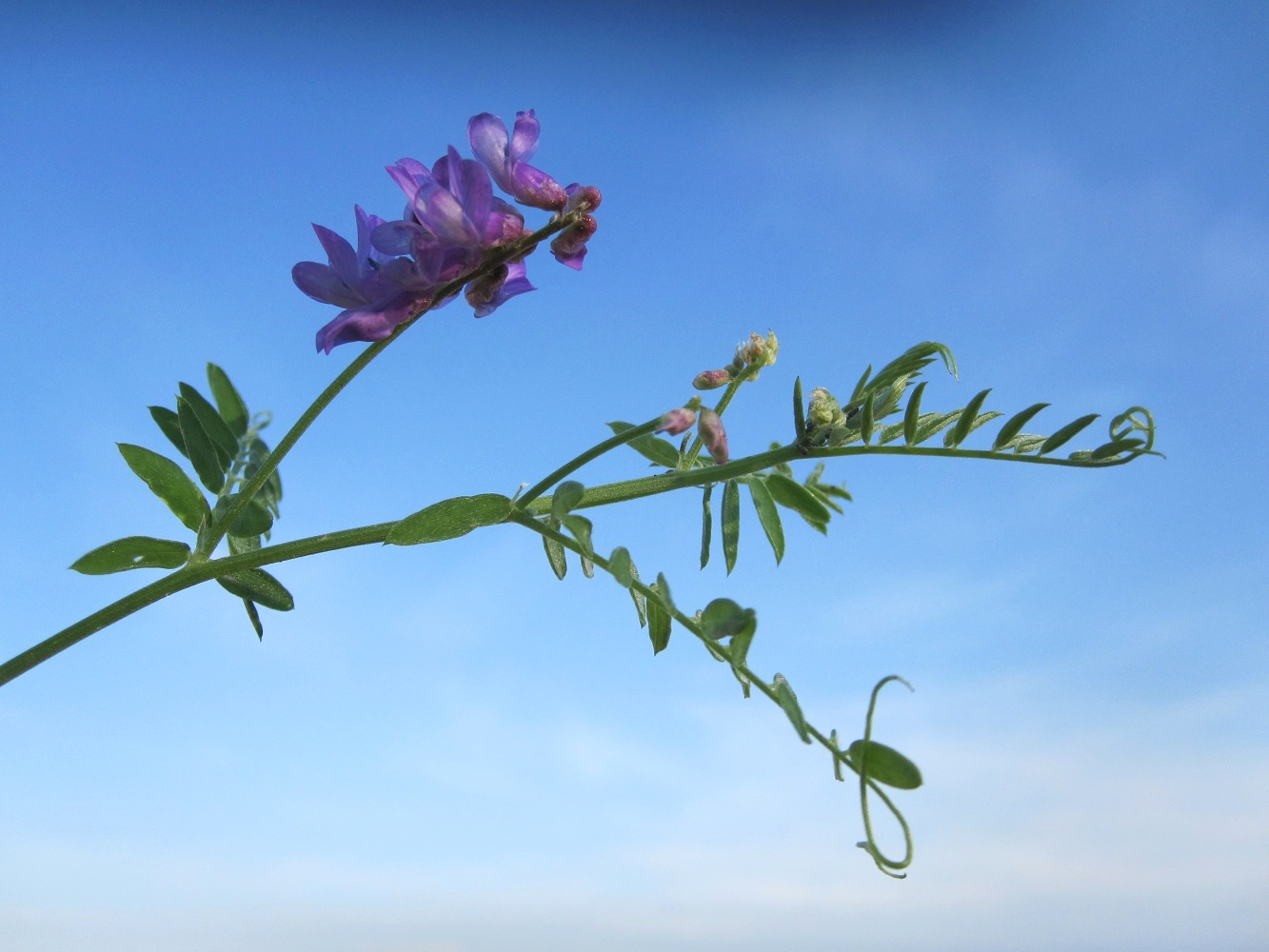 Изображение особи Vicia cracca.