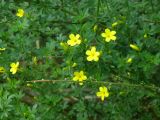 Jasminum fruticans