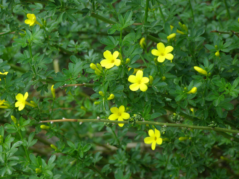 Image of Jasminum fruticans specimen.