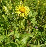 Inula britannica