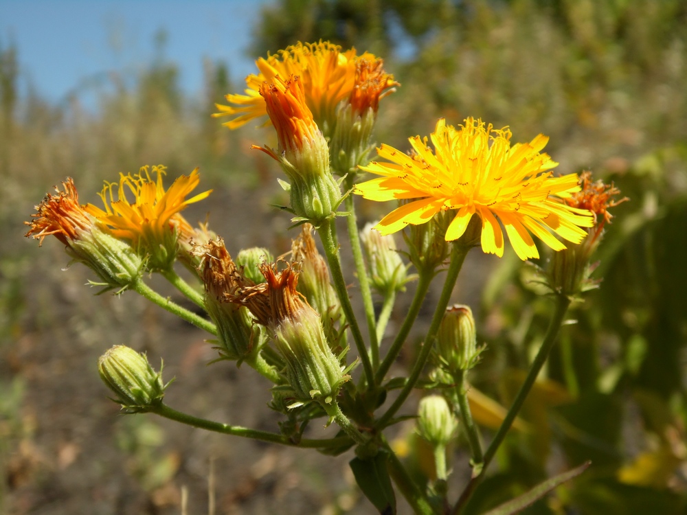 Image of Picris hieracioides specimen.