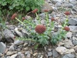 Rhodiola heterodonta