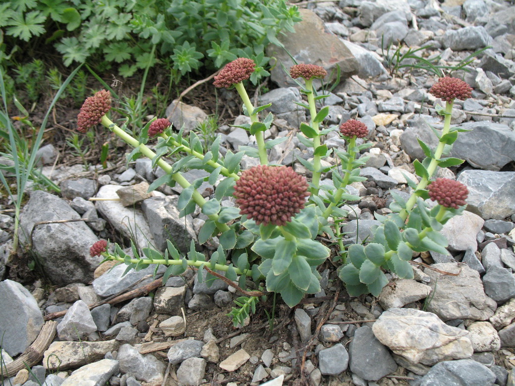 Изображение особи Rhodiola heterodonta.