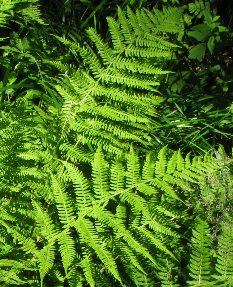 Image of Athyrium sinense specimen.