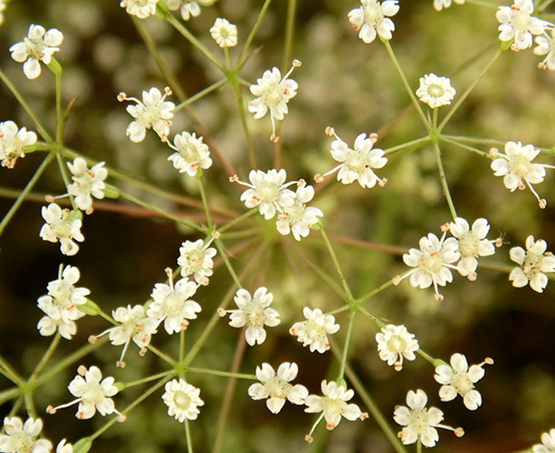 Image of Falcaria vulgaris specimen.