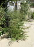 Suaeda altissima