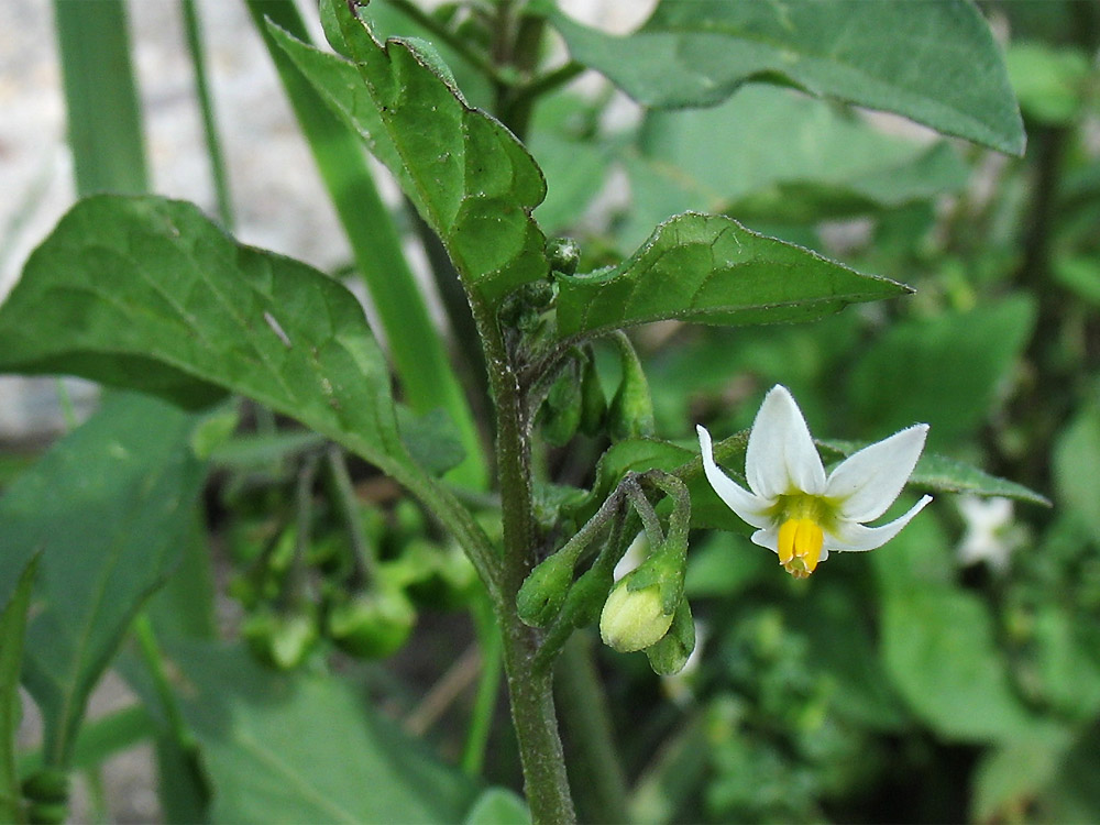 Изображение особи Solanum nigrum.