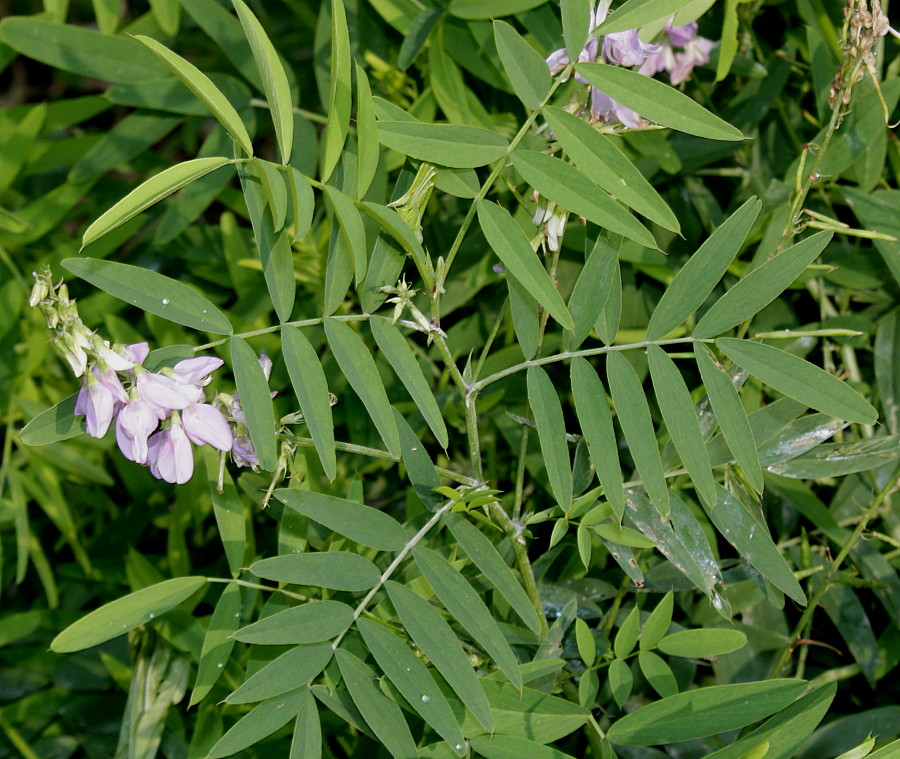 Изображение особи Galega officinalis.