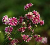 Aquilegia vulgaris разновидность stellata. Верхушка соцветия (культивар 'Nora Barlow'). Московская обл., Раменский р-н, окр. дер. Хрипань, садовый участок.