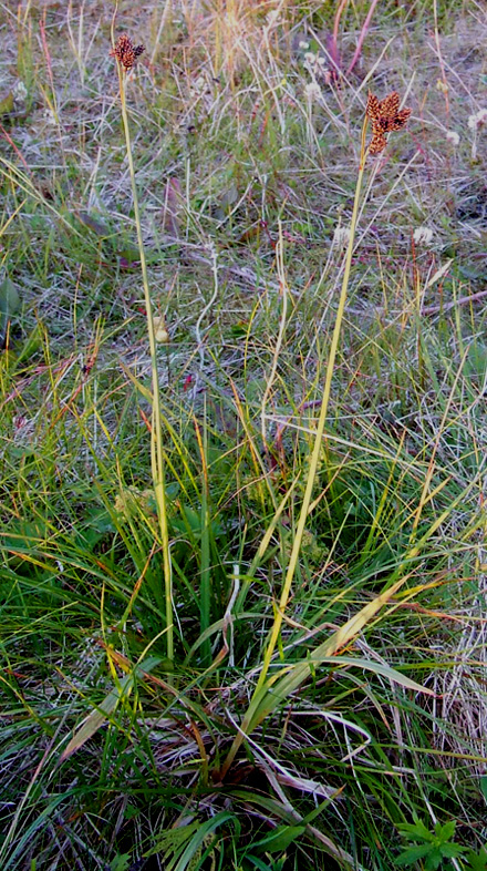 Изображение особи Carex atrata.