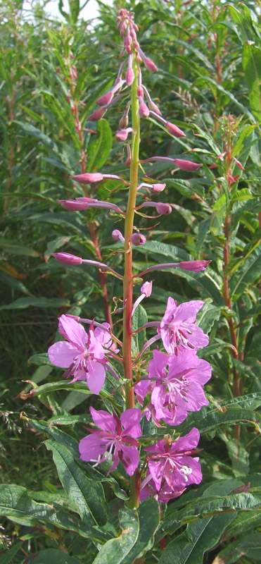 Image of Chamaenerion angustifolium specimen.