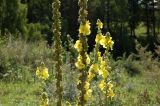 Verbascum phlomoides. Часть соцветия. Республика Алтай, Чемальский р-н, правый берег р. Куюм, южный степной склон. 28.08.2008.