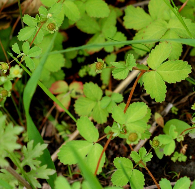 Изображение особи Potentilla centigrana.