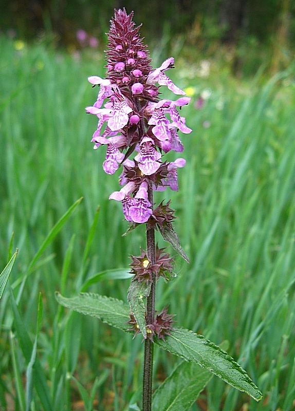 Изображение особи Stachys palustris.