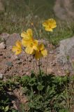 Papaver croceum