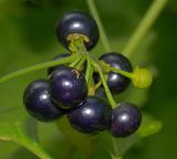 Solanum nigrum. Соплодие со зрелыми плодами. Московская обл., Раменский р-н, окр. дер. Хрипань, дачный участок. 08.08.2009.