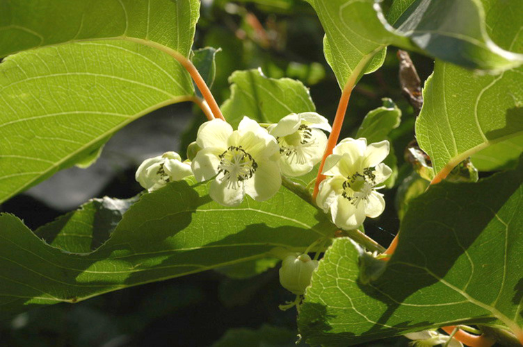 Изображение особи Actinidia arguta.