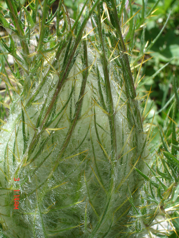 Image of Schmalhausenia nidulans specimen.