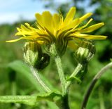 Crepis tectorum