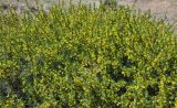 Caragana spinosa. Цветущее растение. Республика Бурятия, г. Улан-Удэ, окр. оз. Тулунжинское, подножие сопки. 09.06.2013.