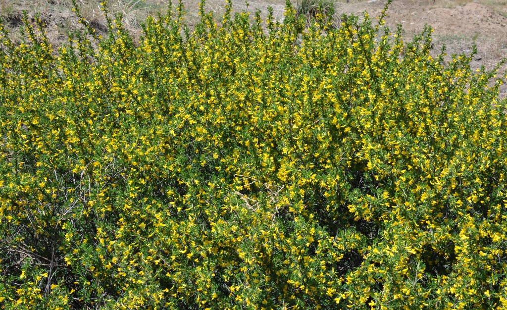 Image of Caragana spinosa specimen.