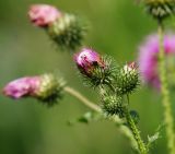 Carduus crispus. Верхушка растения с нераспустившимися и отцветшими соцветиями. Московская обл., Раменский р-н, окр. дер. Хрипань, садовый участок. 27.07.2015.