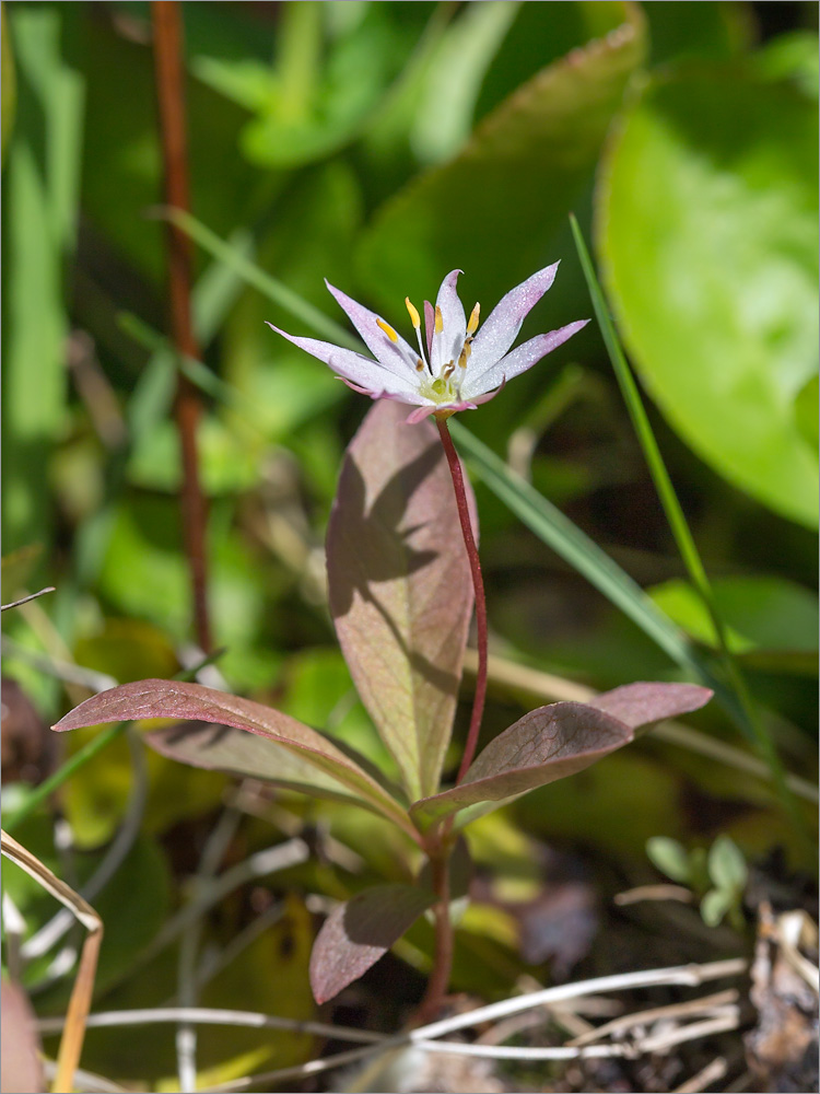 Изображение особи Trientalis europaea.