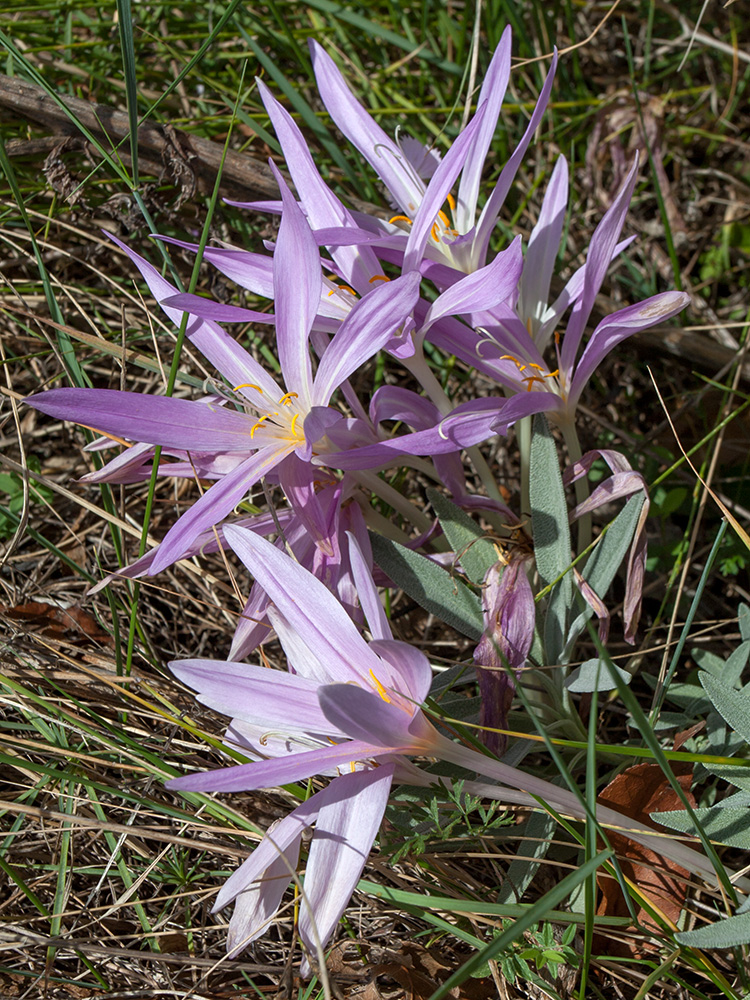 Изображение особи Colchicum autumnale.