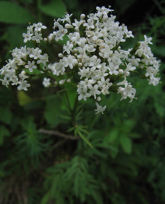 Image of Valeriana rossica specimen.