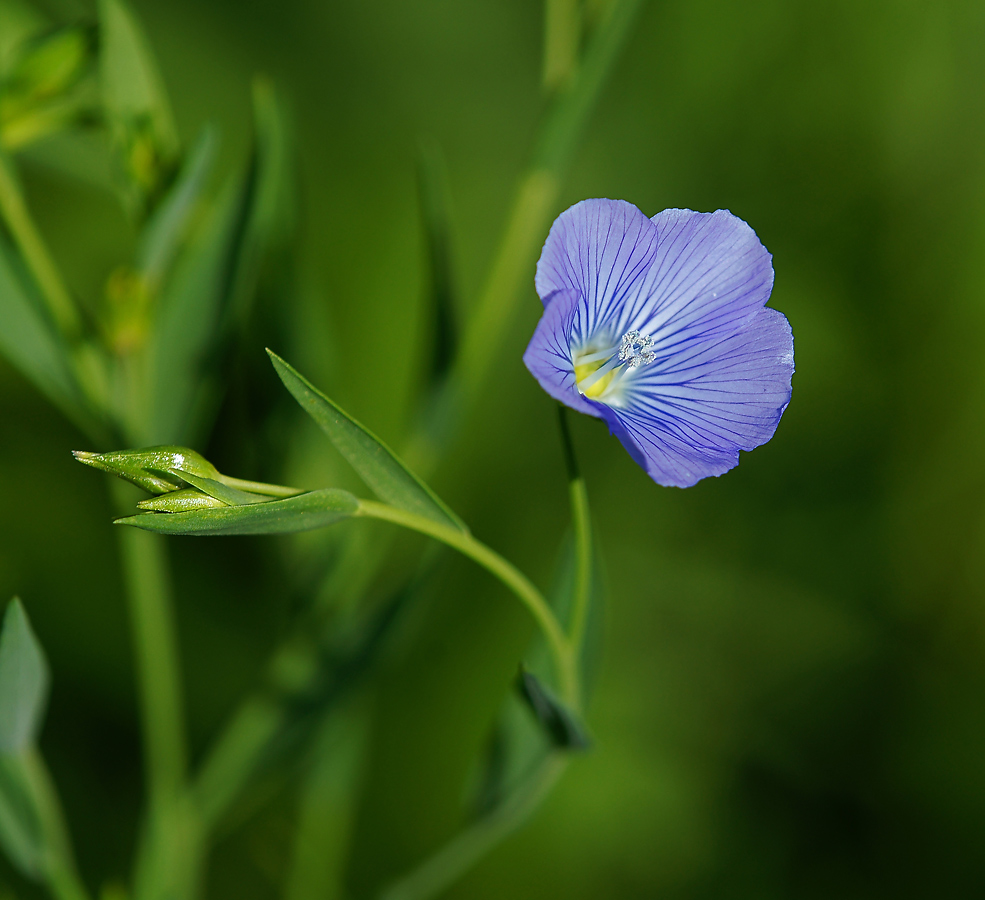 Изображение особи Linum usitatissimum.