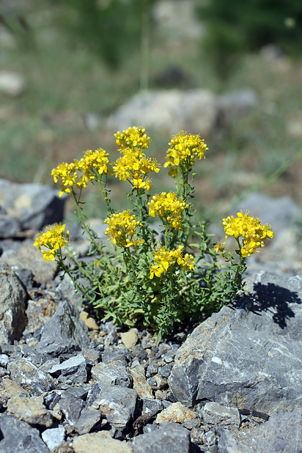 Изображение особи Hypericum scabrum.