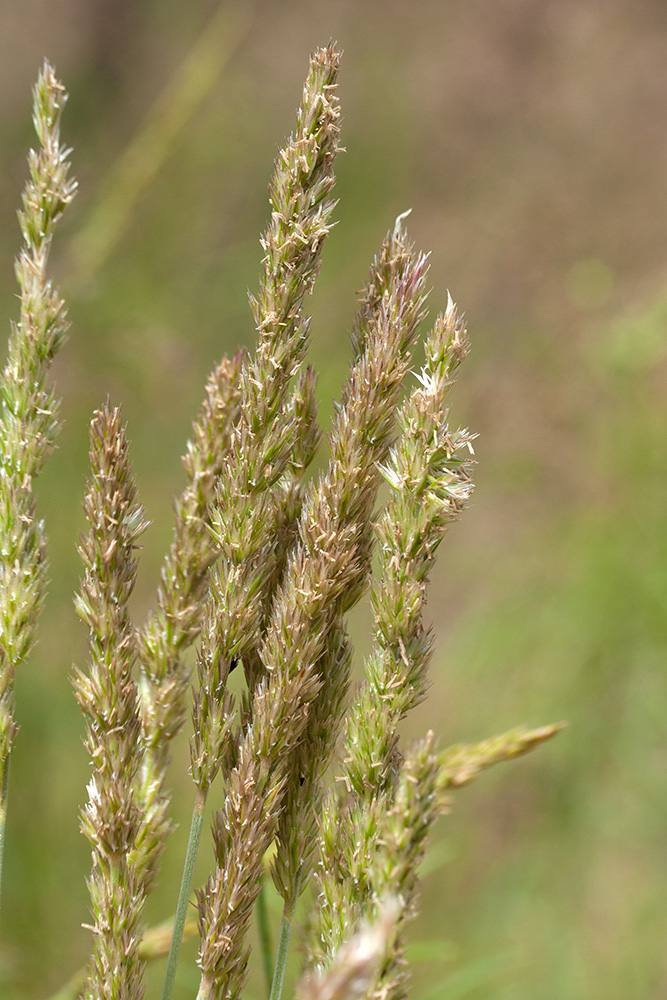 Изображение особи Koeleria glauca.