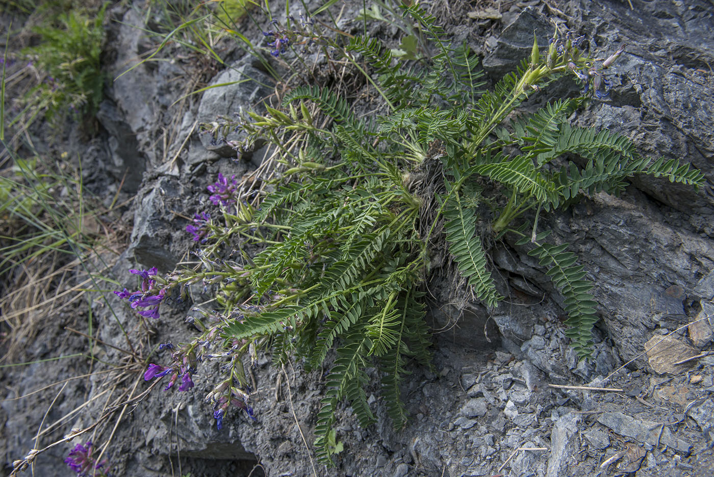 Изображение особи Oxytropis ochotensis.