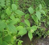 Philadelphus caucasicus. Веточки плодоносящего растения. Краснодарский край, Абинский р-н, окр. станицы Эриванская, тенистый буковый и черноольховый лес с густым кустарниковым подлеском на обрывистом берегу р. Абин. 05.07.2015.