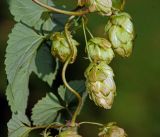 Humulus lupulus. Побег с соплодиями. Московская обл., Раменский р-н, окр. дер. Хрипань, садовый участок. 23.08.2015.