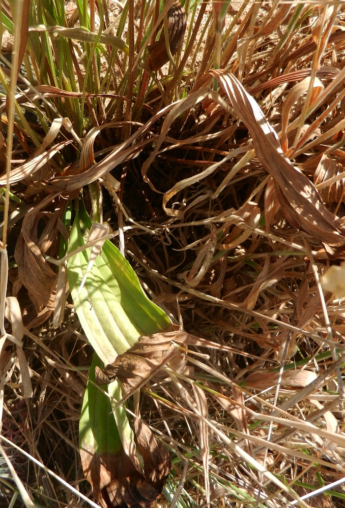 Изображение особи род Plantago.