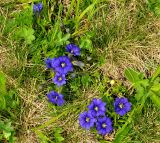 Gentiana dshimilensis. Верхушки цветущих растений. Карачаево-Черкесия, окр. пос. Архыз, долина р. Малая Дукка, ≈ 2200 м н.у.м., субальпийский луг. 19.06.2015.