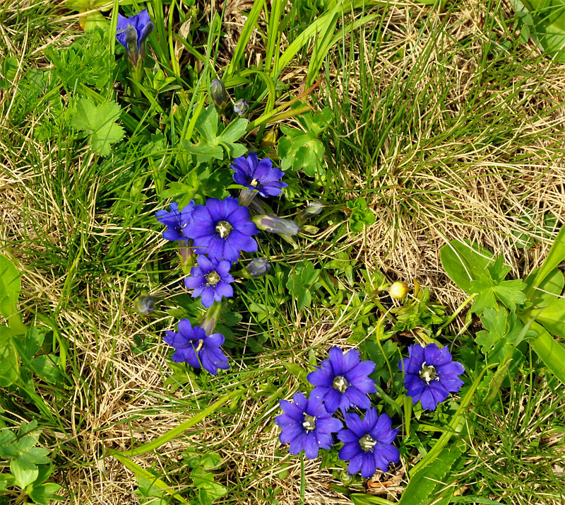 Изображение особи Gentiana dshimilensis.