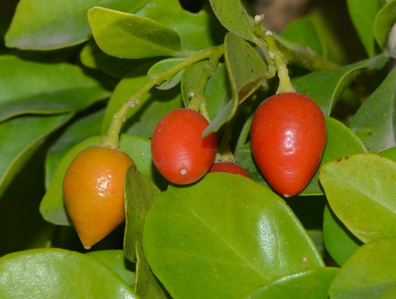 Image of Murraya paniculata specimen.