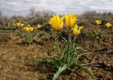 Tulipa behmiana